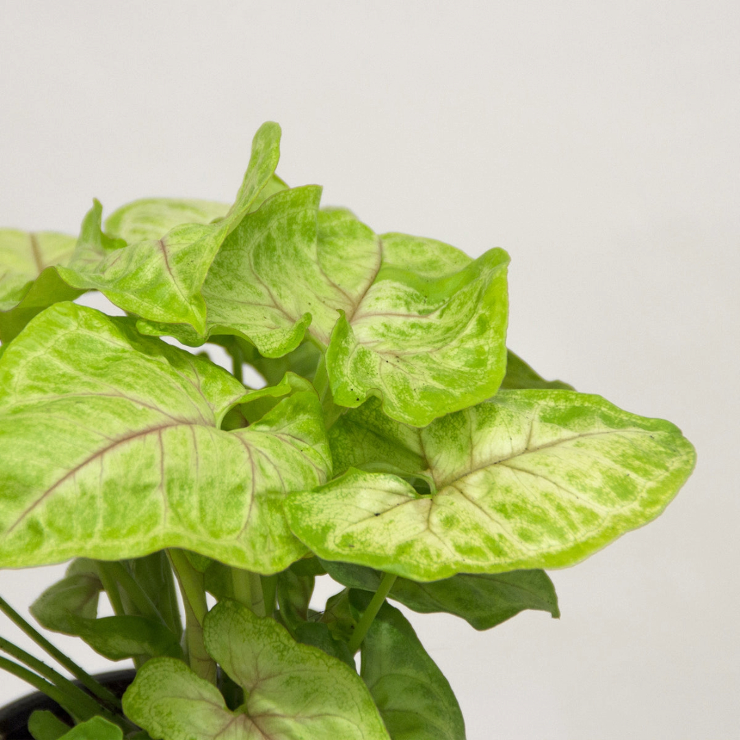 Syngonium Golden Syngonium Golden