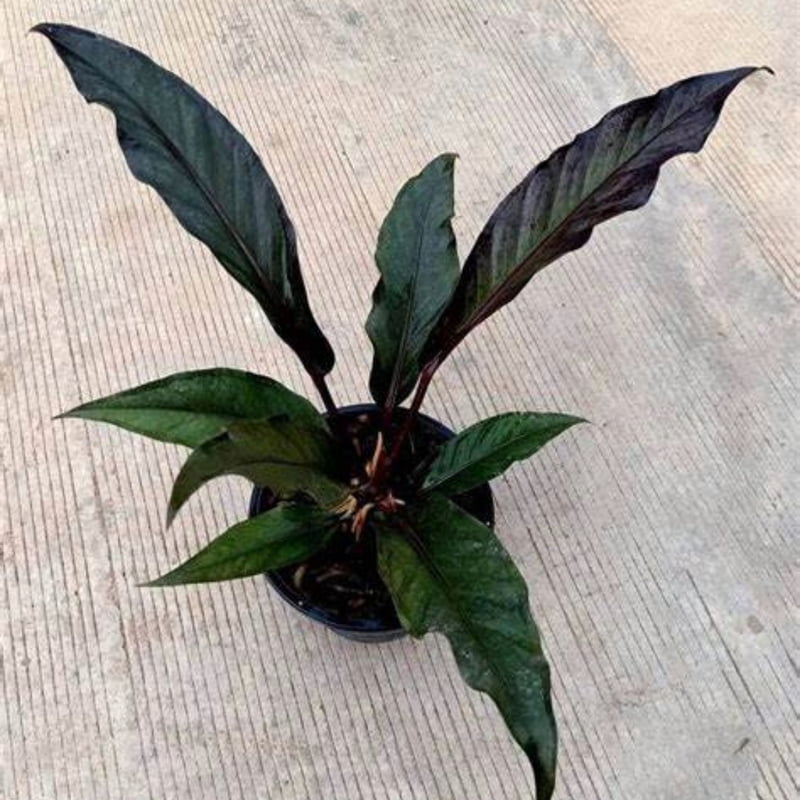 Anthurium Black Dragon