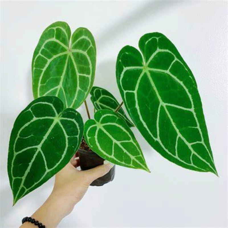 Anthurium Crystallinum Big Size Anthurium Crystallinum Big Size