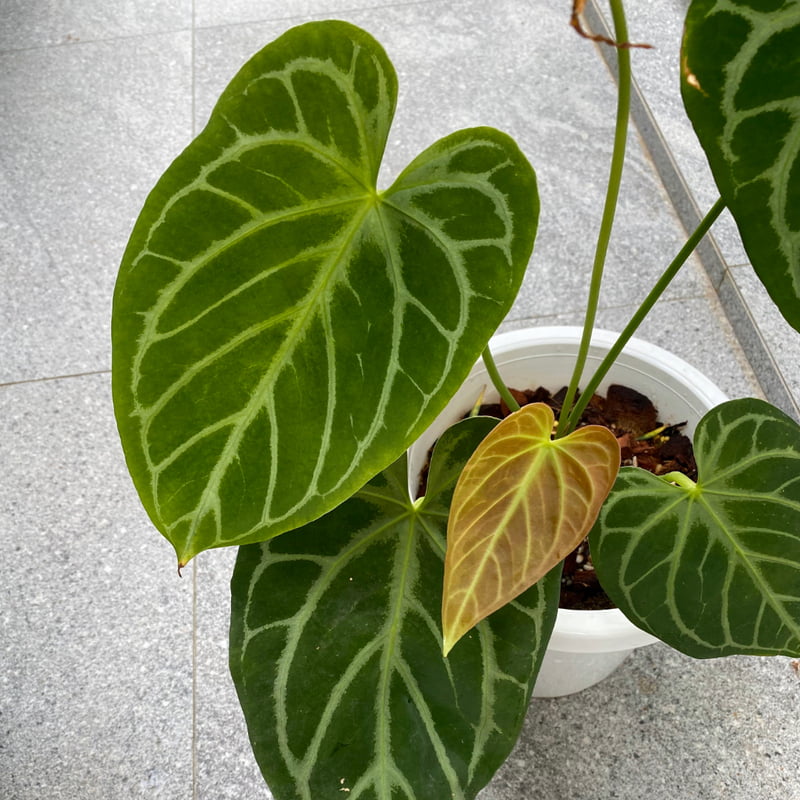 Anthurium Crystallinum Hybrids