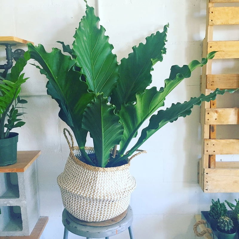 Anthurium Hookeri Anthurium Hookeri