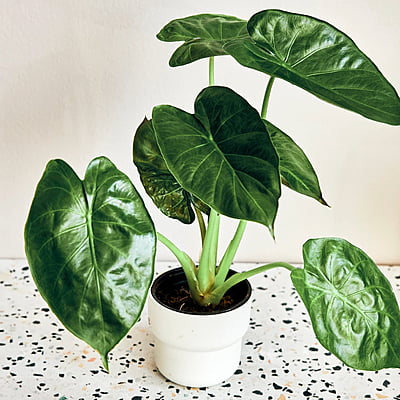 Alocasia Wentii