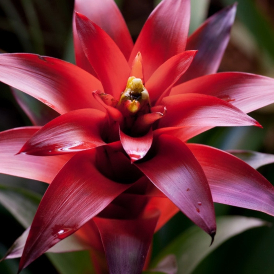 Bromeliad Red
