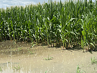 Rainfall Insurance Coverage