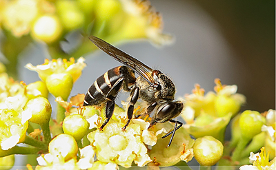Florea Honey ( Kombu Then) Florea Honey ( Kombu Then)