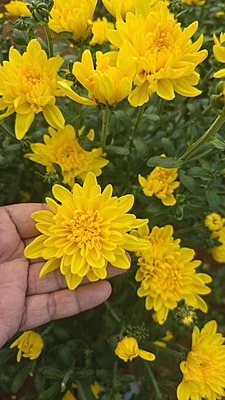 chrysanthemum - 100 grams