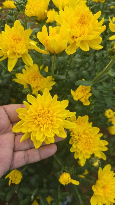 chrysanthemum - 100 grams