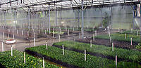 Greenhouse Pest & Pathogen Decontamination Treatment