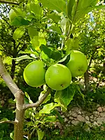 Kinnaur Fresh Apples