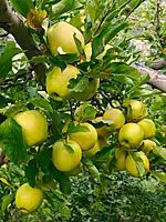 Kinnaur Fresh Apples