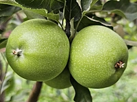 Kinnaur Fresh Apples