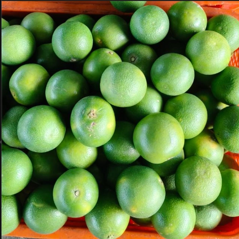 Fresh Mosambi | 4pc | 600-750gms