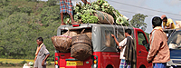 Cold Chain Transport for Fruits & Vegetables