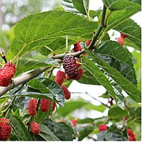 Mulberry Plant