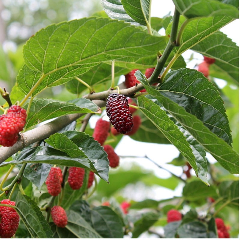 Mulberry Plant