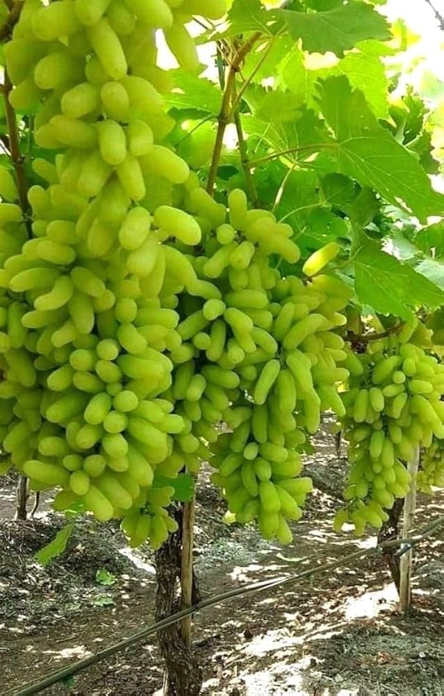 Fresh Green Grapes