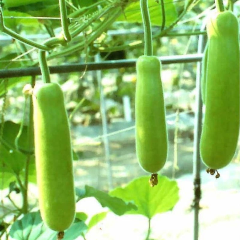 Bottle Gourd సొరకాయ Lauki 8 to 10 Seeds s
