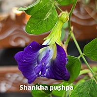 Aparajita or Asian pigeonwings or Shanka Pushp Blue color (5 to 8 seeds)