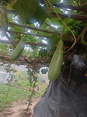 GHIYA