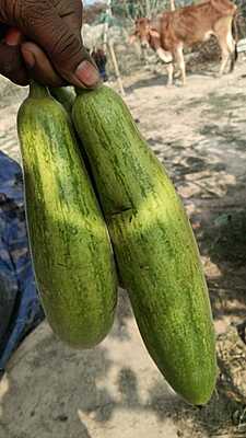GHIYA