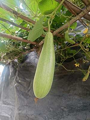 GHIYA