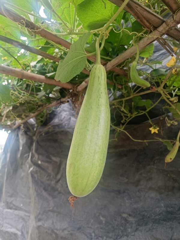 GHIYA
