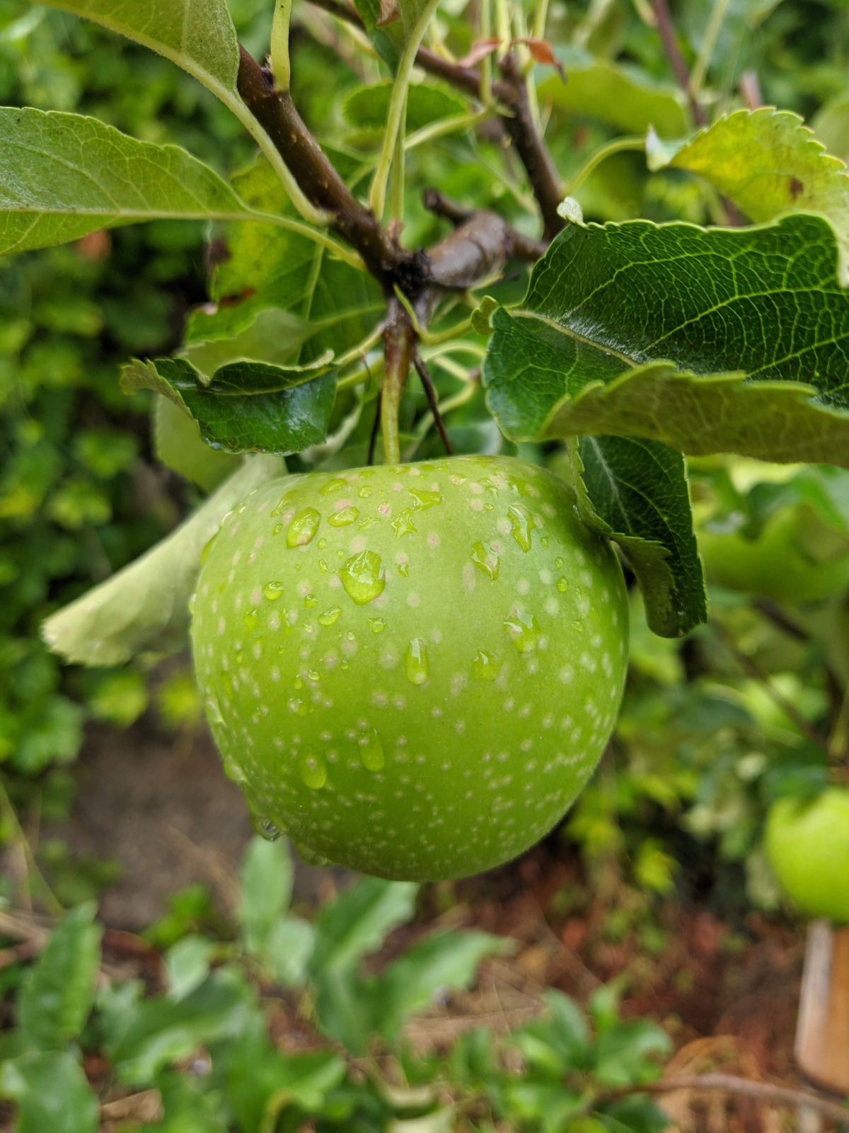 Kinnaur Fresh Apples