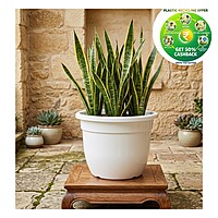 Green Planter Premium Plastic Plant Pot | White