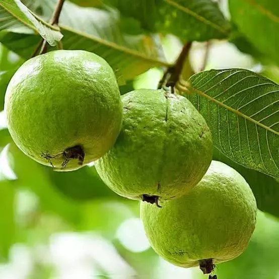 Guava கொய்யா பழம்