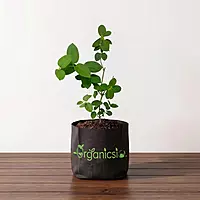 Gurmar Plant (Gymnema Sylvestre)