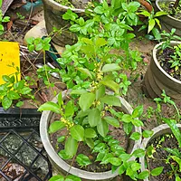 Gurmar Plant (Gymnema Sylvestre)