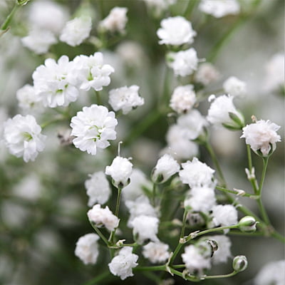 Gypsophila Gypsophila