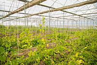 Polyhouse Infrastructure Financing