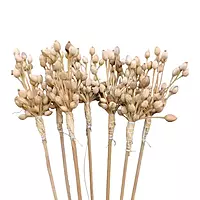 Natural Harkos Moti Bunch, a dry flower filler with 30cm stick for floral arrangements