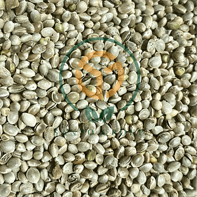 Hemp Seeds