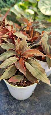 Homalomena Red (orp)
