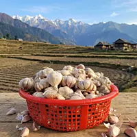 Himalayan Jumbo Garlic