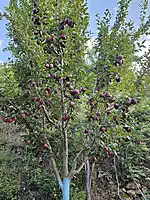 Kinnaur Fresh Apples
