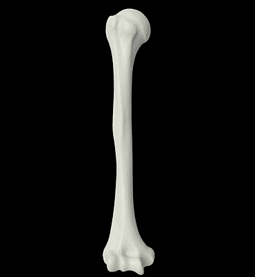 Humerus