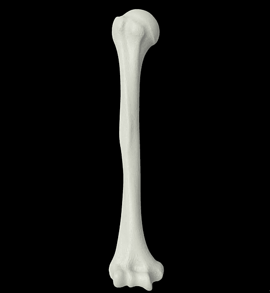 Humerus