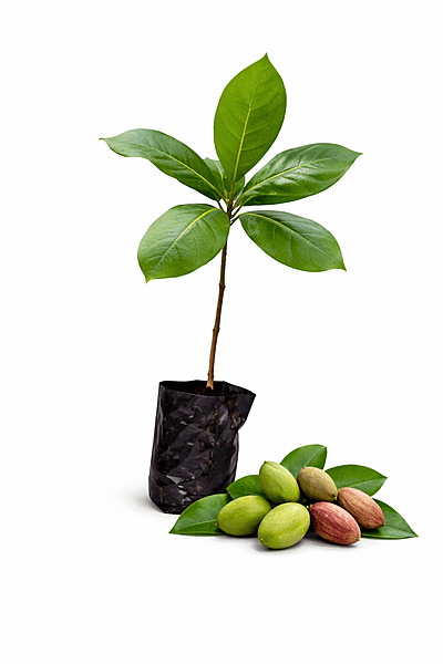 Indian Almond Plant (Terminalia Catappa) Live Sapling | Tropical Badam Tree | Fast Growing Shade & Fruit Plant Indian Almond Plant (Terminalia Catappa) Live Sapling | Tropical Badam Tree | Fast Growing Shade & Fruit Plant