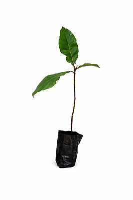 Indian Almond Plant (Terminalia Catappa) Live Sapling | Tropical Badam Tree | Fast Growing Shade & Fruit Plant Indian Almond Plant (Terminalia Catappa) Live Sapling | Tropical Badam Tree | Fast Growing Shade & Fruit Plant