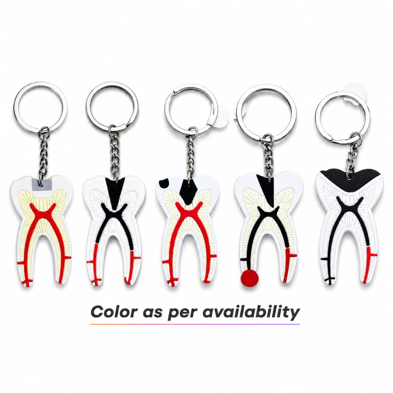 iDENTical Tooth Anatomy Key Chain 3006 – Dental Keychain
