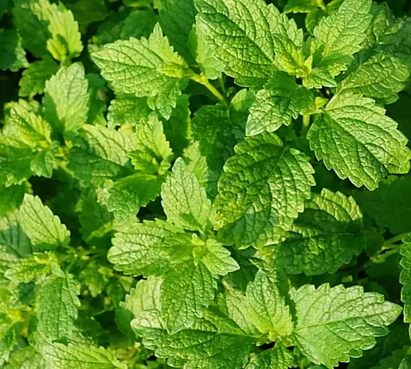 IFF TRUSIL – Peppermint Special – 030130