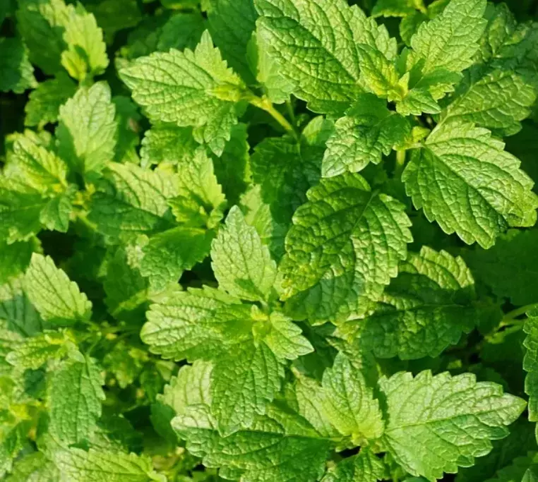 IFF TRUSIL – Peppermint Special – 030130