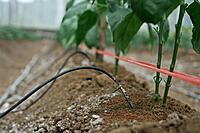 Drip Irrigation & Fertigation Technology Training