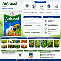 Bayer Antracol® 70 WP (Propineb 70% WP) | Vetrivel Agro Services