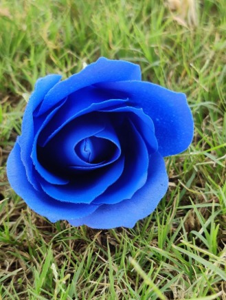 Artificial blue Rose