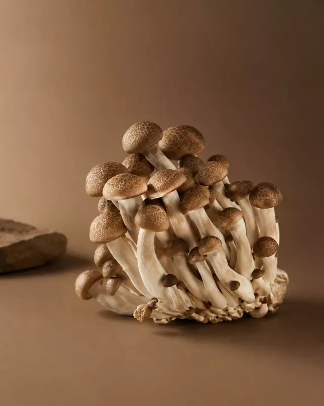 Brown Shimeji Mushroom