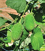 ఆగాకర దుంపలు (అడవి కాకర) Agakara Spine Gourd Boda Kakara 1 set